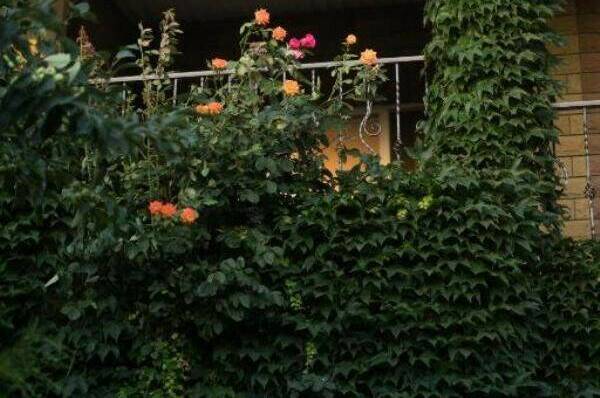 Домовладение Краснофлотская 67