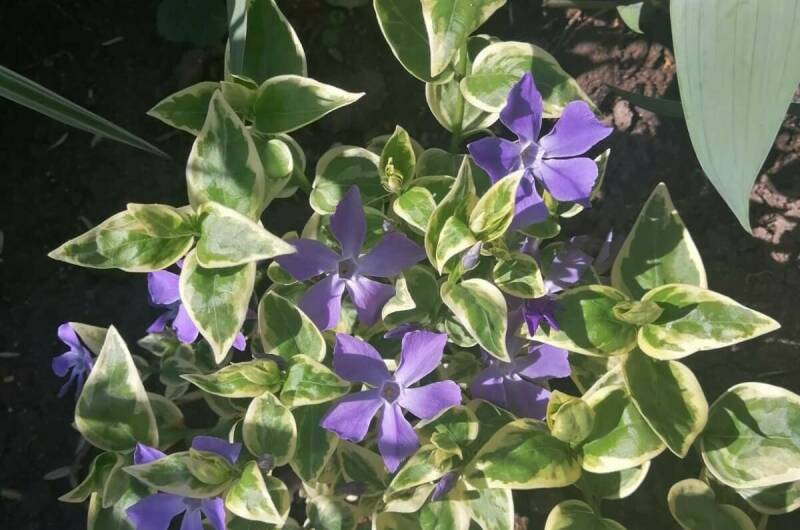 Дом под ключ на Приморской