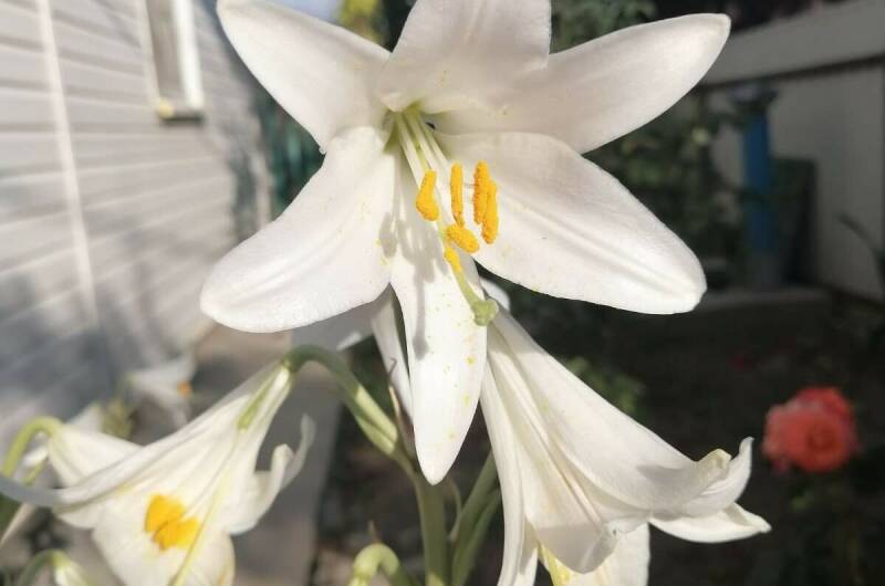 Дом под ключ на Приморской