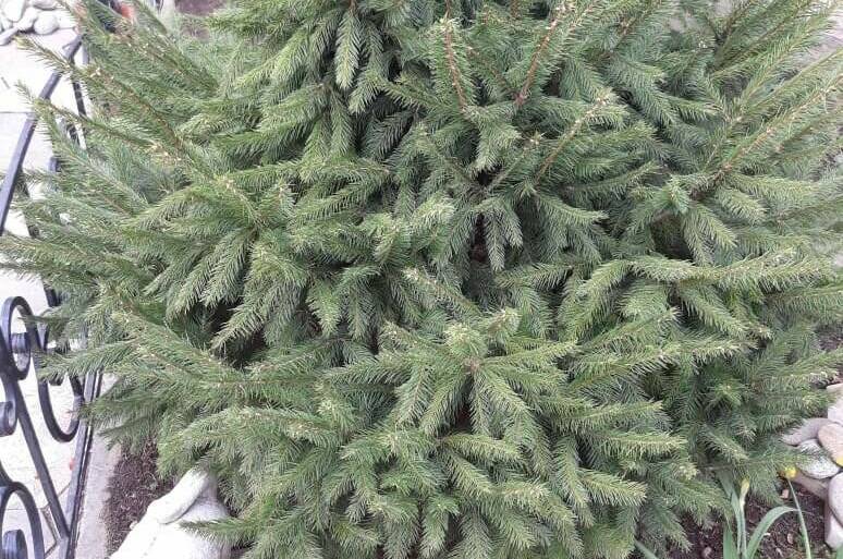 Дом под ключ «На Ясенской»