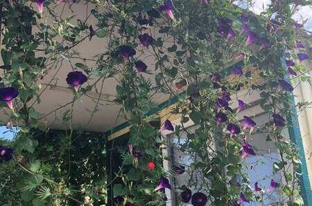 Комплекс бунгало «Быть добру»