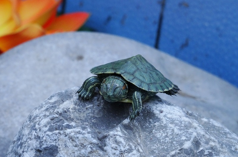 Гостевой дом «Алита»