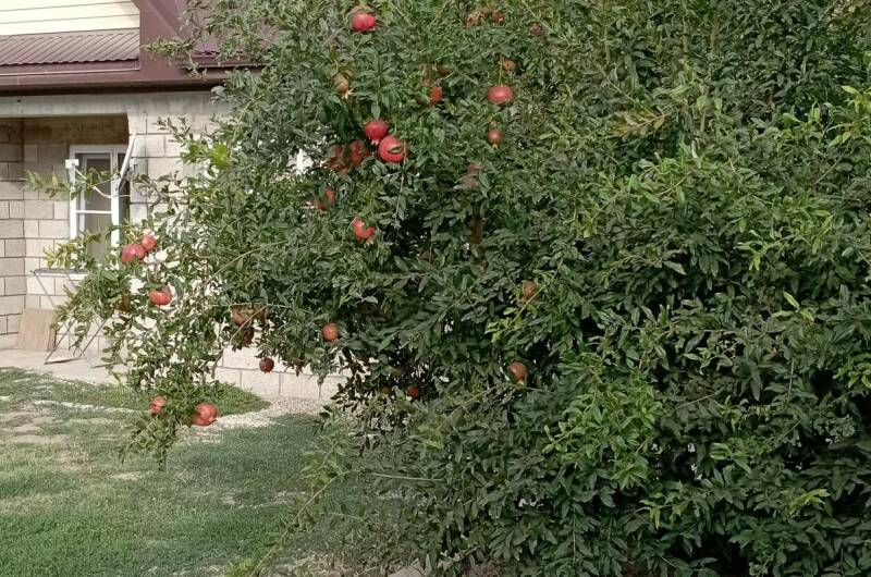 Частное домовладение «Берег»