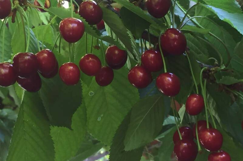 Гостевой дом «Виктори»