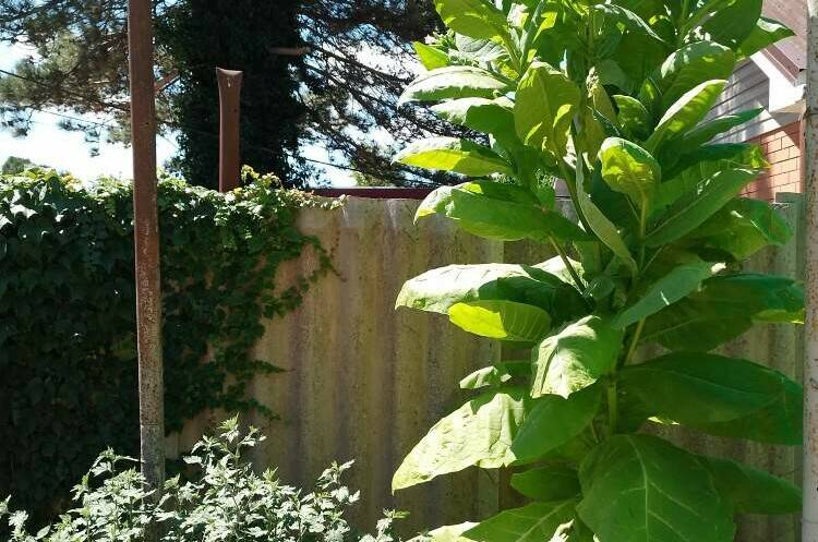 Частный сектор «Елена»