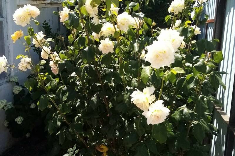 Гостевой дом «Райская сказка»