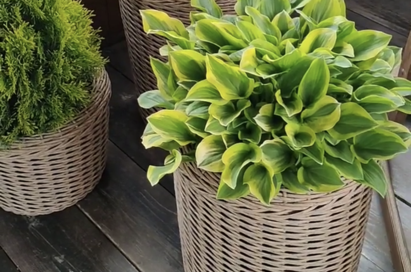 Мини-гостиница «Солнечная»