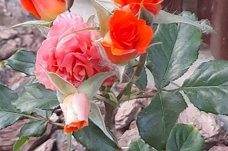 Гостевой дом «Елена» на Береговой 39 «А»