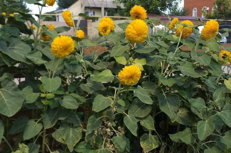 Частный дом «Александрит»