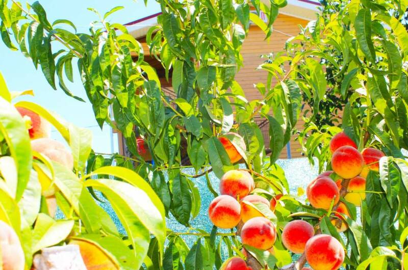 Гостевой дом «Простоквашино на Азове»