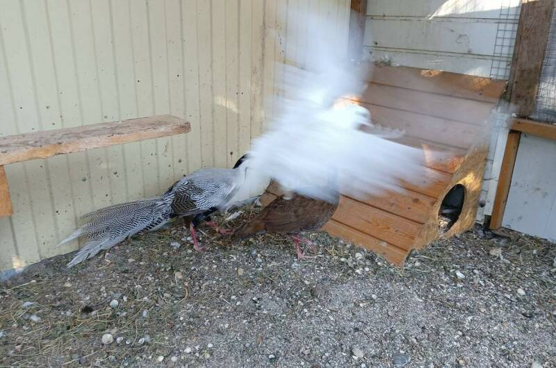 Студия в частном доме на Октябрьской