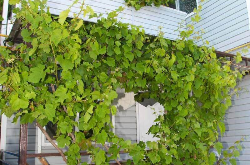 Коттеджи с бассейном «У Татьяны»