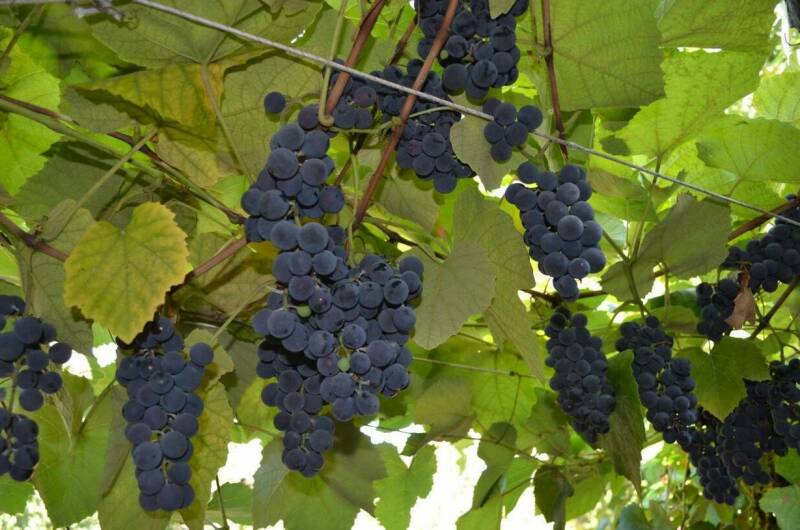 Частный двор на Янышева