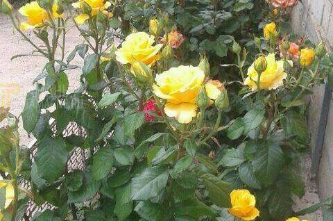 Дом под ключ «Радушный»