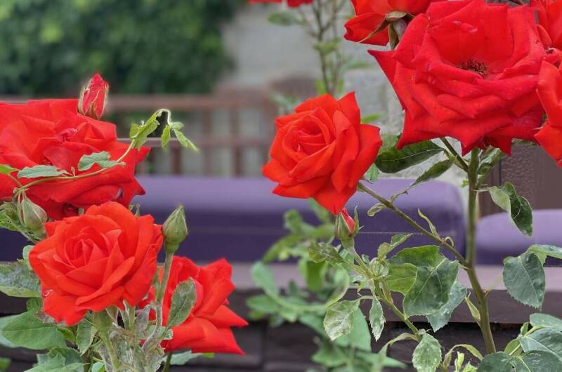 Гостевой дом «Белый Кот»