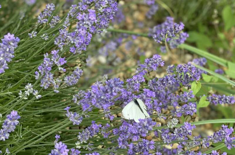 Гостевой дом «Белый Кот»