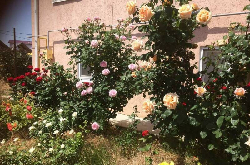 Гостевой дом «Цветок Граната»