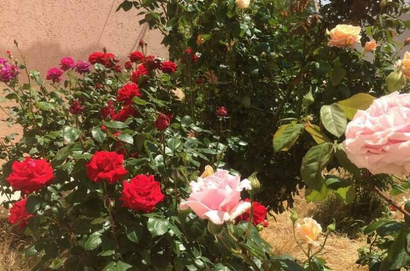 Гостевой дом «Цветок Граната»