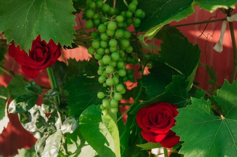 Гостевой дом «Азовский бархат»