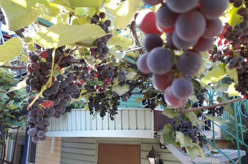 Частный дом «Алина»