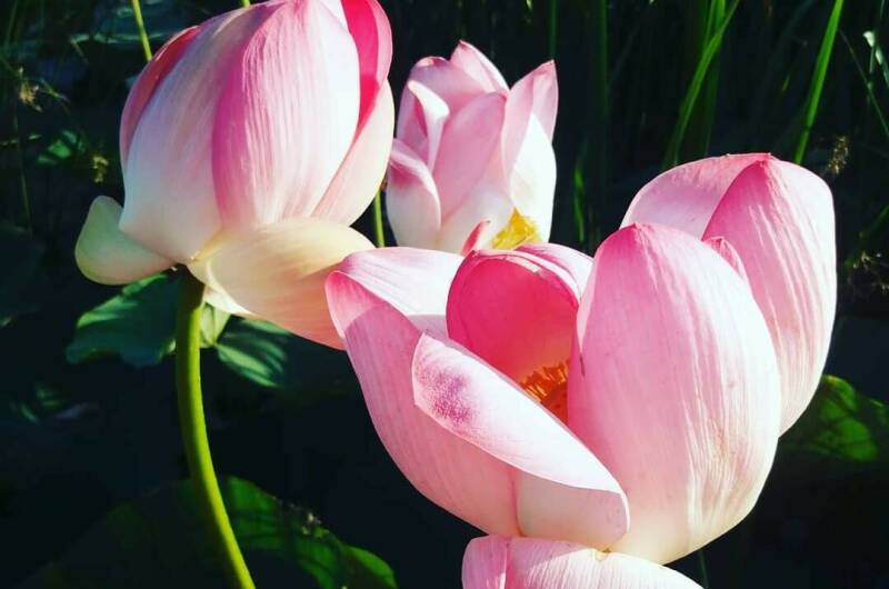 Гостевой дом «Орхидея»