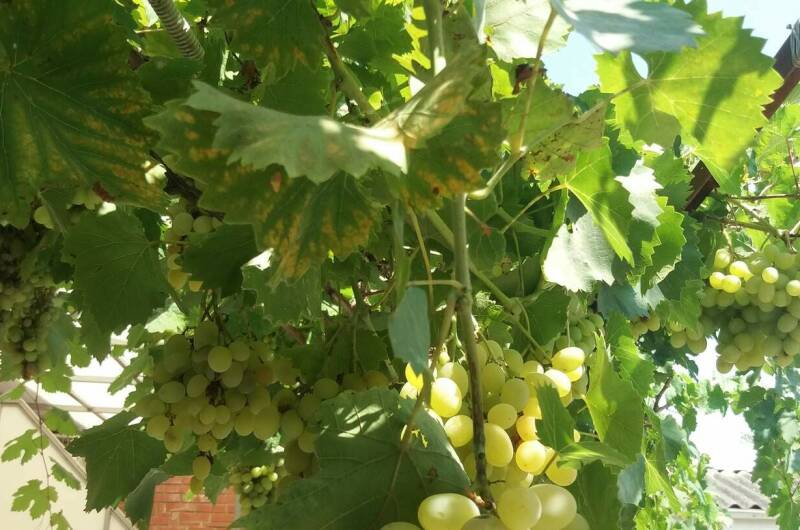 Гостевой дом «Орхидея»