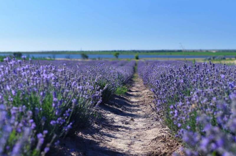Гостевой дом «Ореховый рай»