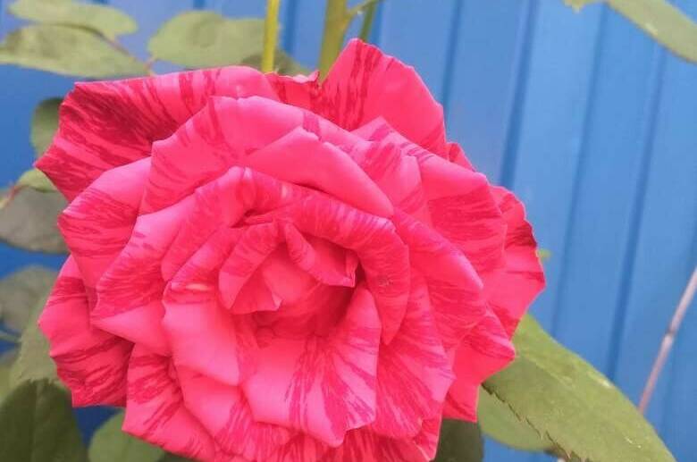 Частное домовладение «Елена»