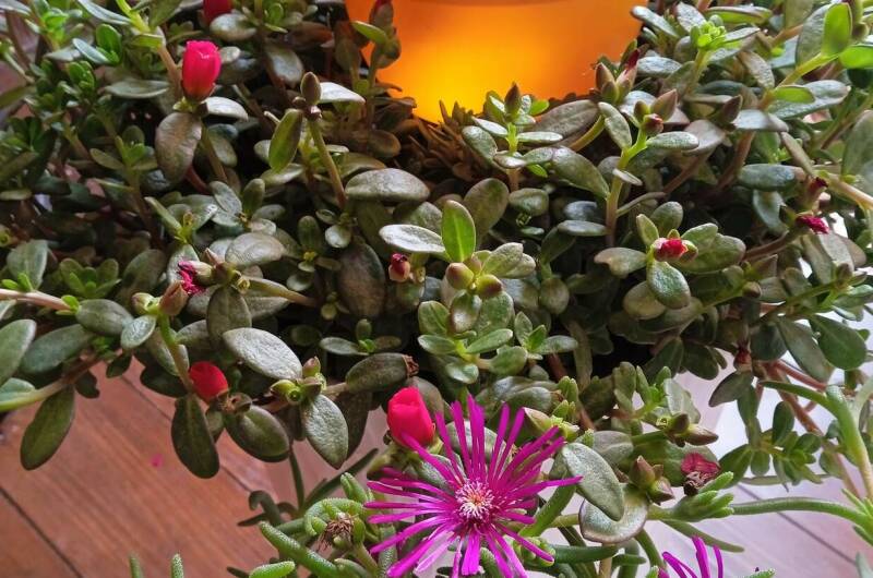 Гостевой дом «Новая Одиссея»