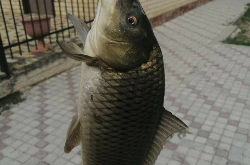Дом «Персона» с кухней в номерах