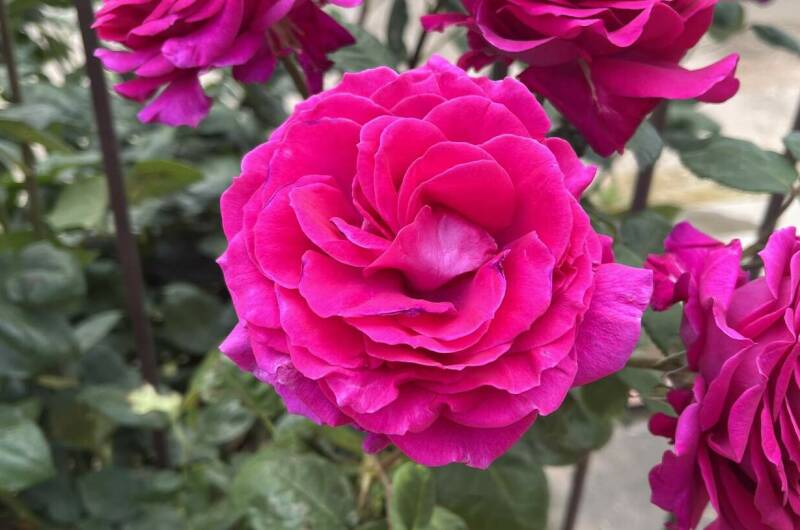 Гостевой дом «Фаворит»