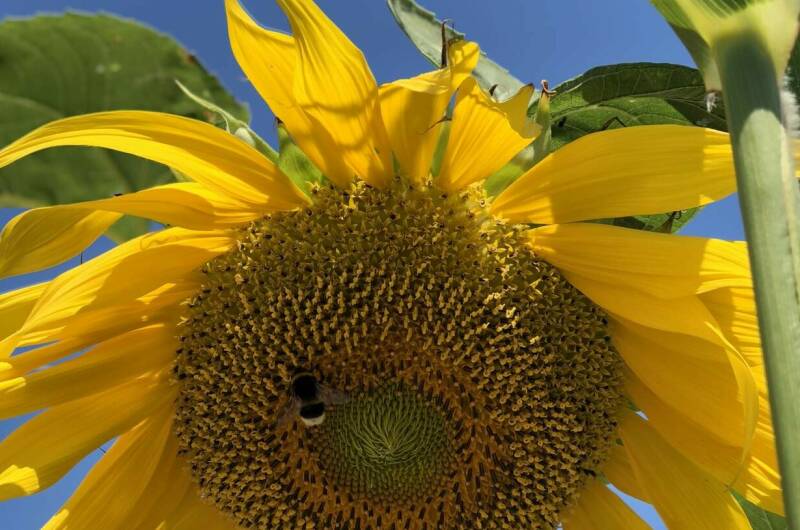 Частное домовладение «Русалочка»