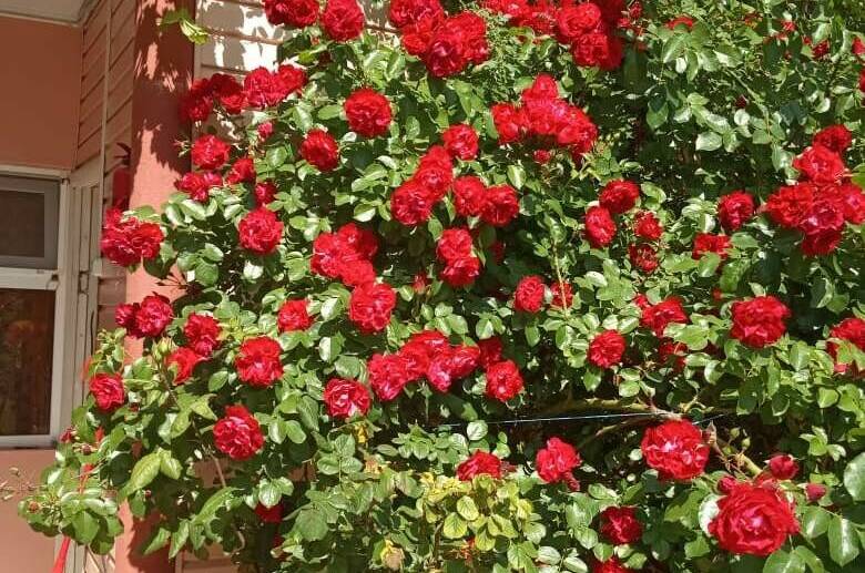 Гостевой дом «Любовь»