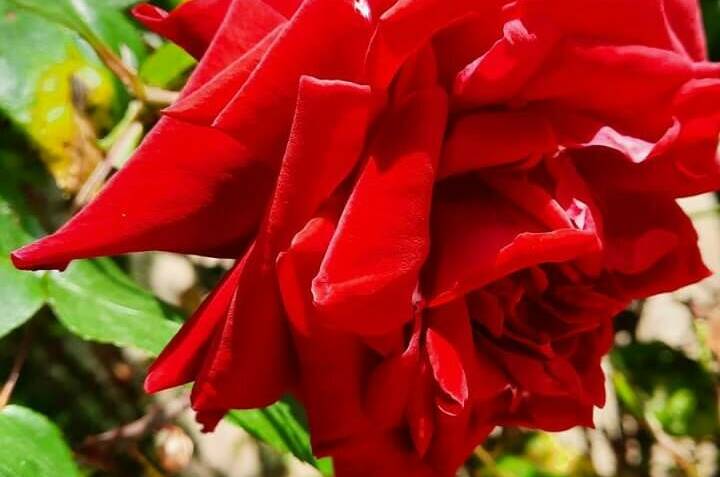 Комнаты для отдыха «Алые паруса»