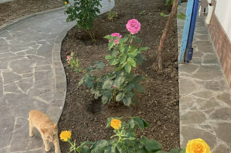 Гостевой дом «Кот и овсянка»