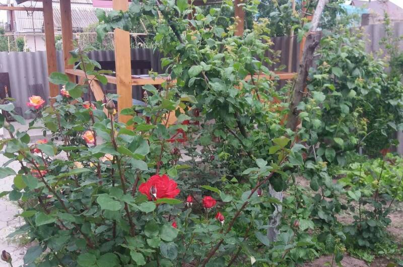 Гостевой дом «Цоев Ковчег»