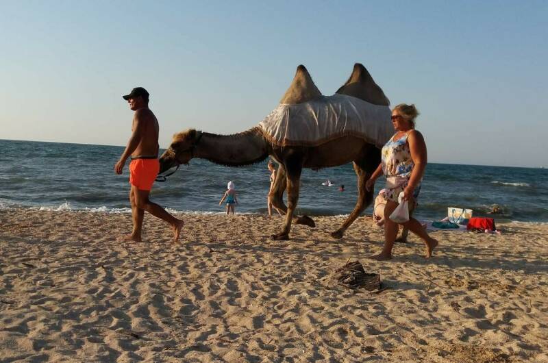 Гостевой дом «Цоев Ковчег»