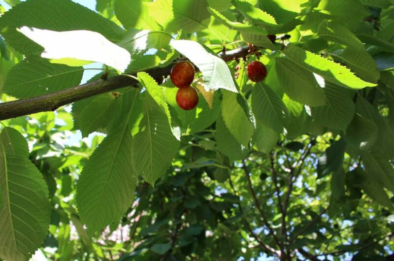 Гостевой дом «Морская 265»