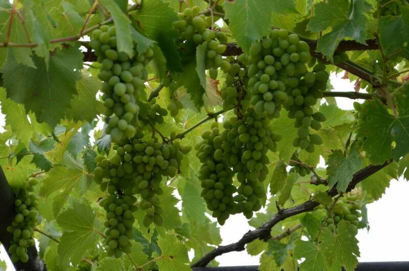 Частный дом «Вита»