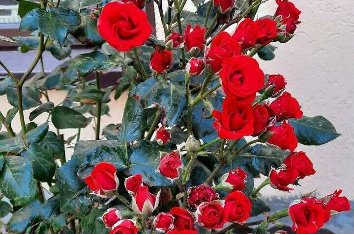 Гостевой дом «Оазис»