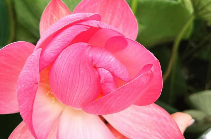 Частный сектор «Ирис»