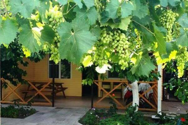 Гостевой дом «Африка»