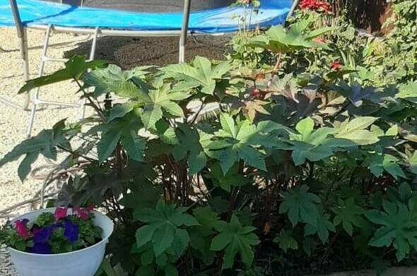 Гостевой дом «Лиана»